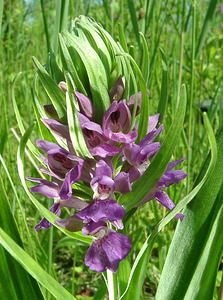 Dactylorhiza praetermissa (Orchidaceae)  - Dactylorhize négligé, Orchis négligé, Orchis oublié - Southern Marsh-orchid Courtrai [Belgique] 02/06/2002 - 20m