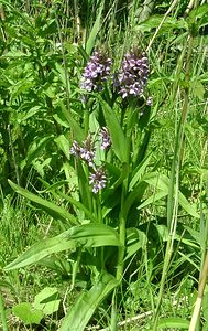 Dactylorhiza praetermissa (Orchidaceae)  - Dactylorhize négligé, Orchis négligé, Orchis oublié - Southern Marsh-orchid Courtrai [Belgique] 02/06/2002 - 20m