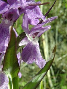 Dactylorhiza praetermissa (Orchidaceae)  - Dactylorhize négligé, Orchis négligé, Orchis oublié - Southern Marsh-orchid Courtrai [Belgique] 02/06/2002 - 20m