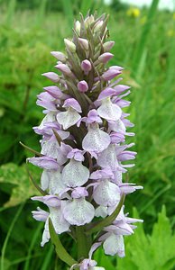 Dactylorhiza praetermissa (Orchidaceae)  - Dactylorhize négligé, Orchis négligé, Orchis oublié - Southern Marsh-orchid Pas-de-Calais [France] 22/06/2002 - 30m