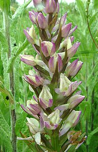 Dactylorhiza praetermissa (Orchidaceae)  - Dactylorhize négligé, Orchis négligé, Orchis oublié - Southern Marsh-orchid Pas-de-Calais [France] 22/06/2002 - 30m