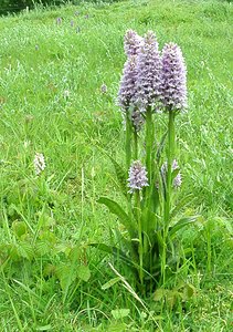 Dactylorhiza x grandis (Orchidaceae)  - Grand dactylorhizeDactylorhiza fuchsii x Dactylorhiza praetermissa subsp. praetermissa. Furnes [Belgique] 08/06/2002 - 10m