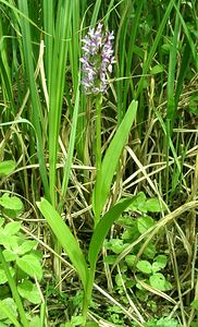 Dactylorhiza x wintonii (Orchidaceae)  - Dactylorhize de Winton, Orchis de WintonDactylorhiza incarnata subsp. incarnata x Dactylorhiza praetermissa subsp. praetermissa. Nord [France] 16/06/2002