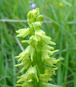 Herminium monorchis (Orchidaceae)  - Herminium à un seul tubercule, Orchis musc, Herminium clandestin - Musk Orchid Pas-de-Calais [France] 15/06/2002 - 80m