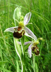 Ophrys apifera (Orchidaceae)  - Ophrys abeille - Bee Orchid Pas-de-Calais [France] 15/06/2002 - 90m