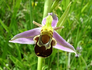 Ophrys apifera (Orchidaceae)  - Ophrys abeille - Bee Orchid Pas-de-Calais [France] 15/06/2002 - 90m
