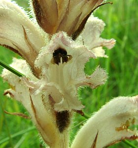 Orobanche caryophyllacea (Orobanchaceae)  - Orobanche oeillet, Orobanche giroflée, Orobanche à odeur d'oeillet, Orobanche du gaillet - Bedstraw Broomrape Nord [France] 16/06/2002 - 10m