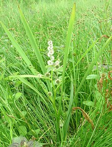 Sparganium erectum (Typhaceae)  - Rubanier dressé, Ruban-d'eau, Rubanier rameux - Branched Bur-reed Pas-de-Calais [France] 22/06/2002 - 30m