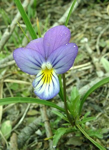 Viola tricolor subsp. curtisii (Violaceae)  - Violette de Curtis, Pensée de Curtis Furnes [Belgique] 08/06/2002 - 10m