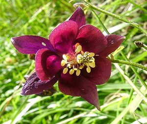 Aquilegia atrata (Ranunculaceae)  - Ancolie noirâtre Savoie [France] 30/07/2002 - 2390m