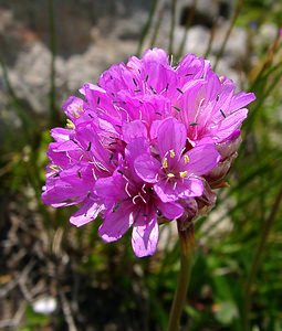 Armeria alpina (Plumbaginaceae)  - Armérie des Alpes, Arméria des Alpes Haute-Savoie [France] 28/07/2002 - 2660m