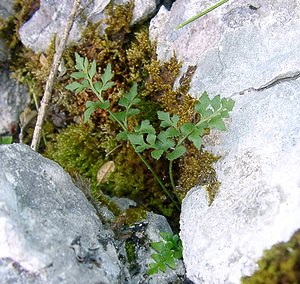 Asplenium ruta-muraria (Aspleniaceae)  - Doradille rue-des-murailles, Rue-des-murailles - Wall-rue Ain [France] 26/07/2002 - 550m