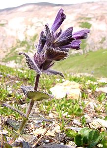 Bartsia alpina (Orobanchaceae)  - Bartsie des Alpes - Alpine Bartsia Haute-Savoie [France] 28/07/2002 - 2660m