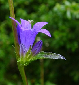 Campanula glomerata (Campanulaceae)  - Campanule agglomérée - Clustered Bellflower Ain [France] 25/07/2002 - 550m