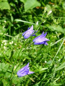 Campanula rotundifolia (Campanulaceae)  - Campanule à feuilles rondes - Harebell Jura [France] 23/07/2002 - 770m