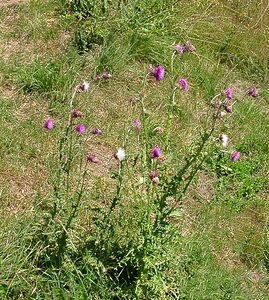 Carduus nutans (Asteraceae)  - Chardon penché - Musk Thistle Savoie [France] 27/07/2002 - 1000m