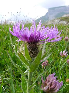 Centaurea nervosa (Asteraceae)  - Centaurée nervée, Centaurée de Ferdinand Savoie [France] 27/07/2002 - 1940m