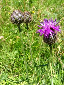 Centaurea scabiosa (Asteraceae)  - Centaurée scabieuse - Greater Knapweed Savoie [France] 27/07/2002 - 1000m