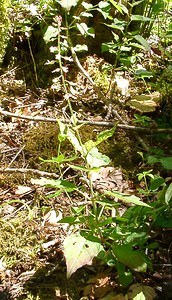 Circaea lutetiana (Onagraceae)  - Circée de Paris, Circée commune, Herbe des sorcières, Herbe aux sorcières - Enchanter's nightshade, Witch's grass Jura [France] 23/07/2002 - 770m