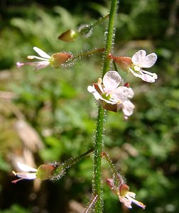 Circaea lutetiana (Onagraceae)  - Circée de Paris, Circée commune, Herbe des sorcières, Herbe aux sorcières - Enchanter's nightshade, Witch's grass Jura [France] 23/07/2002 - 770m