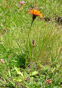 Crepis aurea (Asteraceae)  - Crépide dorée - Golden Hawk's-beard Savoie [France] 28/07/2002 - 2020m