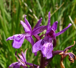 Dactylorhiza traunsteineri (Orchidaceae)  - Dactylorhize de Traunsteiner, Orchis de Traunsteiner - Narrow-leaved Marsh-orchid Savoie [France] 30/07/2002 - 2390m