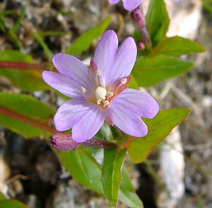 Epilobium montanum (Onagraceae)  - Épilobe des montagnes - Broad-leaved Willowherb  [France] 28/07/2002 - 2260m