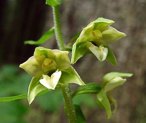 Epipactis helleborine (Orchidaceae)  - Épipactide helléborine, Épipactis à larges feuilles, Épipactis à feuilles larges, Elléborine à larges feuilles, Helléborine - Broad-leaved Helleborine Ain [France] 24/07/2002 - 1040m