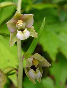 Epipactis helleborine (Orchidaceae)  - Épipactide helléborine, Épipactis à larges feuilles, Épipactis à feuilles larges, Elléborine à larges feuilles, Helléborine - Broad-leaved Helleborine Ain [France] 24/07/2002 - 1040m