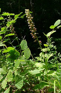 Epipactis helleborine (Orchidaceae)  - Épipactide helléborine, Épipactis à larges feuilles, Épipactis à feuilles larges, Elléborine à larges feuilles, Helléborine - Broad-leaved Helleborine Ain [France] 25/07/2002 - 550m