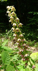 Epipactis helleborine (Orchidaceae)  - Épipactide helléborine, Épipactis à larges feuilles, Épipactis à feuilles larges, Elléborine à larges feuilles, Helléborine - Broad-leaved Helleborine Ain [France] 25/07/2002 - 550m