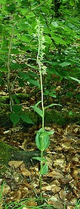 Epipactis leptochila subsp. leptochila (Orchidaceae)  - Épipactide à labelle étroit, Épipactis à labelle étroit Dinant [Belgique] 06/07/2002 - 290m