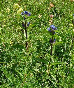 Gentiana cruciata (Gentianaceae)  - Gentiane croisette, Gentiane en croix - Cross Gentian Savoie [France] 30/07/2002 - 2390m