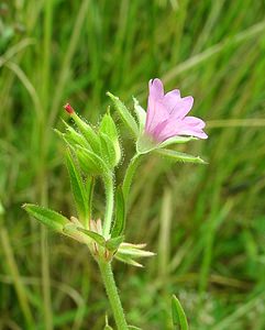 Geranium dissectum (Geraniaceae)  - Géranium découpé, Géranium à feuilles découpées - Cut-leaved Crane's-bill Seine-Maritime [France] 08/07/2002 - 130m