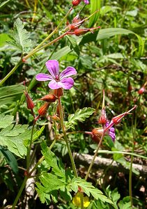 Geranium robertianum (Geraniaceae)  - Géranium herbe-à-Robert - Herb-Robert Jura [France] 23/07/2002 - 770m