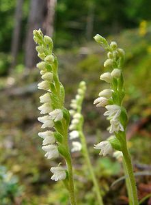 Goodyera repens (Orchidaceae)  - Goodyère rampante - Creeping Lady's-tresses [Goodyera repens] Savoie [France] 30/07/2002 - 2390m