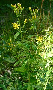 Hypericum hirsutum (Hypericaceae)  - Millepertuis hirsute, Millepertuis velu, Millepertuis hérissé - Hairy St John's-wort Jura [France] 23/07/2002 - 770m