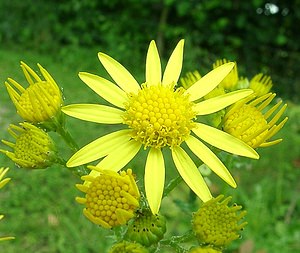 Jacobaea vulgaris (Asteraceae)  - Jacobée commune, Séneçon jacobée, Herbe de Saint-Jacques - Common Ragwort Seine-Maritime [France] 08/07/2002 - 130m