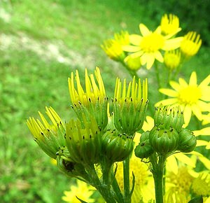 Jacobaea vulgaris (Asteraceae)  - Jacobée commune, Séneçon jacobée, Herbe de Saint-Jacques - Common Ragwort Seine-Maritime [France] 08/07/2002 - 130m