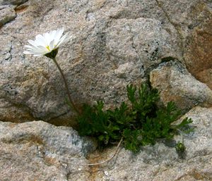 Leucanthemopsis alpina (Asteraceae)  - Marguerite des Alpes, Leucanthémopsis des Alpes, Fausse marguerite des Alpes Haute-Savoie [France] 28/07/2002 - 2660m