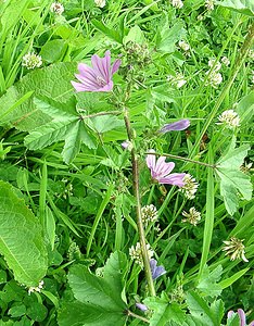 Malva sylvestris (Malvaceae)  - Mauve sylvestre, Grande mauve, Mauve sauvage - Common Mallow Seine-Maritime [France] 08/07/2002 - 130m