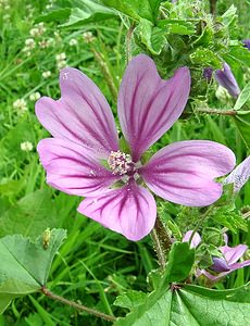 Malva sylvestris (Malvaceae)  - Mauve sylvestre, Grande mauve, Mauve sauvage - Common Mallow Seine-Maritime [France] 08/07/2002 - 130m