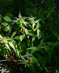 Melampyrum catalaunicum (Orobanchaceae)  - Mélampyre de Catalogne, Mélampyre du Pays de Vaud Savoie [France] 27/07/2002 - 1000m