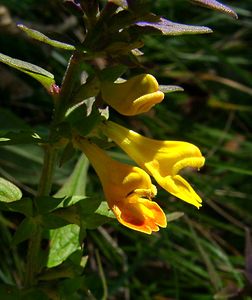 Melampyrum catalaunicum (Orobanchaceae)  - Mélampyre de Catalogne, Mélampyre du Pays de Vaud Savoie [France] 27/07/2002 - 1000m