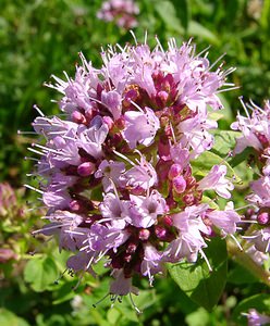 Origanum vulgare (Lamiaceae)  - Origan commun, Marjolaine sauvage - Wild Marjoram Jura [France] 23/07/2002 - 770m