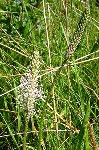 Plantago lanceolata (Plantaginaceae)  - Plantain lancéolé, Petit plantain, Herbe Caroline, Ti-plantain - Ribwort Plantain Jura [France] 23/07/2002 - 770m