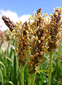 Plantago maritima (Plantaginaceae)  - Plantain maritime - Sea Plantain  [France] 28/07/2002 - 2260m