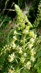 Reseda lutea (Resedaceae)  - Réséda jaune, Réséda bâtard - Wild Mignonette Ain [France] 24/07/2002 - 890m