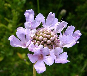 Scabiosa lucida (Caprifoliaceae)  - Scabieuse luisante Ain [France] 25/07/2002 - 550m