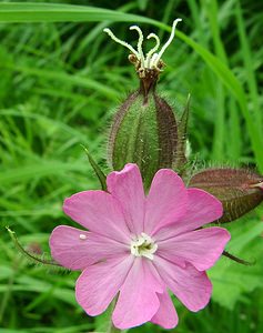 Silene dioica (Caryophyllaceae)  - Silène dioïque, Compagnon rouge - Red Campion Seine-Maritime [France] 08/07/2002 - 30m